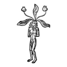 Female mandrake, 1491 free public domain image