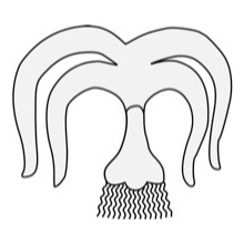 Leek - Traceable Heraldic Art