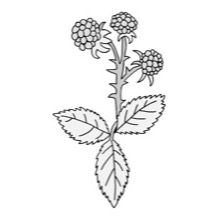 Raspberry - Traceable Heraldic Art